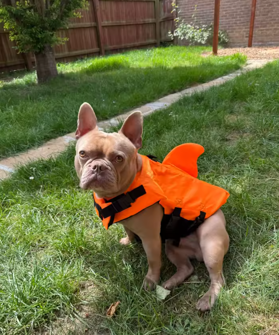 Shark Dog Life Vest — Reinforced Buoyancy Swimwear for Small Dogs, Safety Vest with Handle for Medium & Large Dogs While Surfing