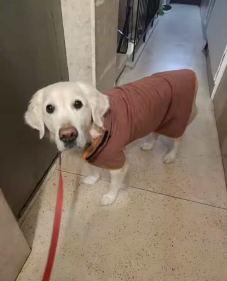 Pet Bathrobe — Highly Absorbent, Quick-Drying Dog & Cat Towel Coat with Adjustable Fit, for Small, Medium & Large Pets