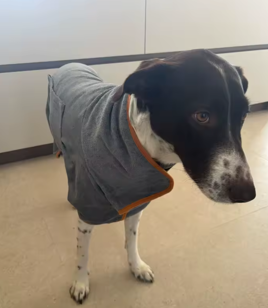 Pet Bathrobe — Highly Absorbent, Quick-Drying Dog & Cat Towel Coat with Adjustable Fit, for Small, Medium & Large Pets